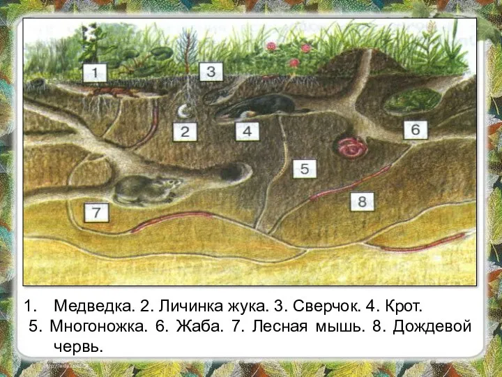 Медведка. 2. Личинка жука. 3. Сверчок. 4. Крот. 5. Многоножка.