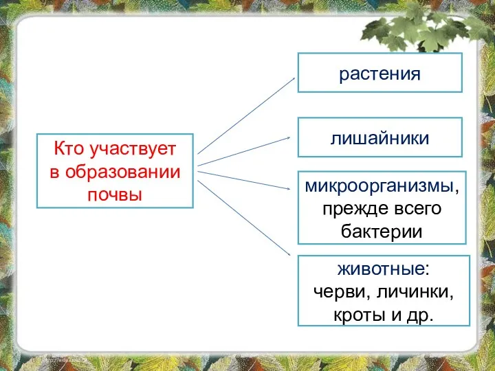 Кто участвует в образовании почвы растения лишайники животные: черви, личинки,