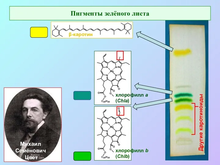 Михаил Семёнович Цвет Другие каротиноиды Пигменты зелёного листа