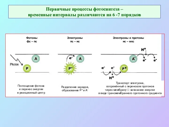 Первичные процессы фотосинтеза – временные интервалы различаются на 6 -7