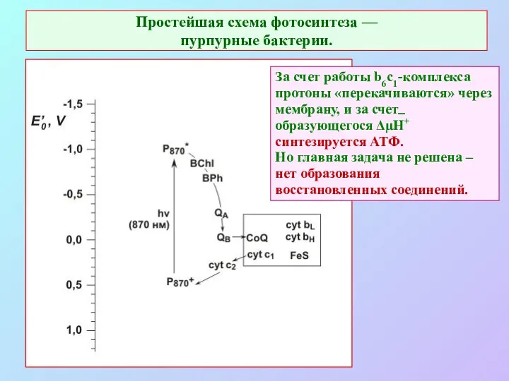 Простейшая схема фотосинтеза — пурпурные бактерии. За счет работы b6c1-комплекса