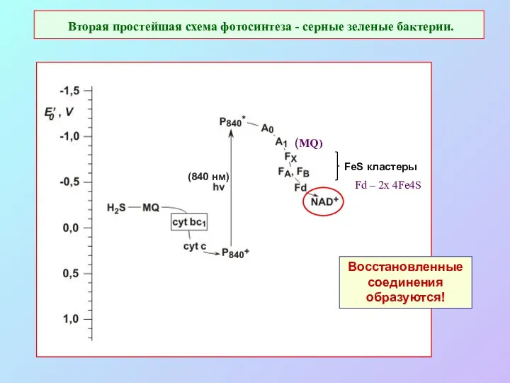 Вторая простейшая схема фотосинтеза - серные зеленые бактерии. Восстановленные соединения