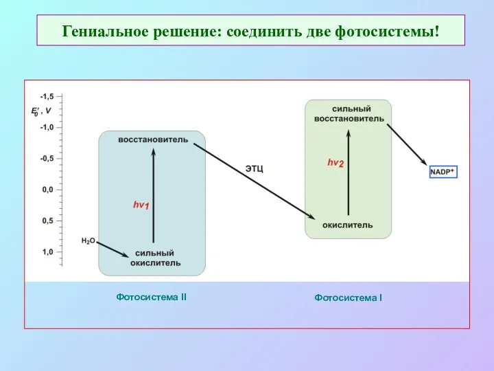 Гениальное решение: соединить две фотосистемы! Фотосистема II Фотосистема I