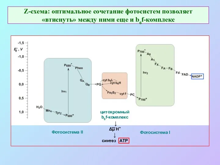 Z-схема: оптимальное сочетание фотосистем позволяет «втиснуть» между ними еще и