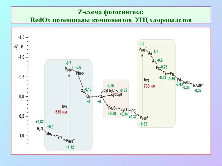 Z-схема фотосинтеза: RedOx потенциалы компонентов ЭТЦ хлоропластов