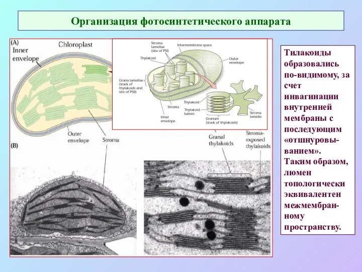 Организация фотосинтетического аппарата Тилакоиды образовались по-видимому, за счет инвагинации внутренней