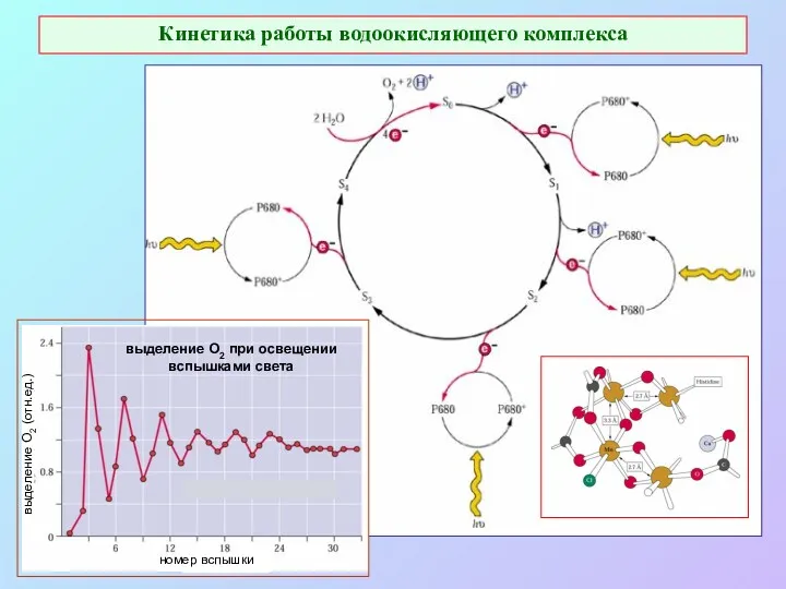 Кинетика работы водоокисляющего комплекса номер вспышки выделение О2 (отн.ед.) выделение O2 при освещении вспышками света