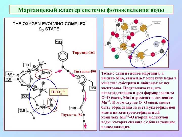 Марганцевый кластер системы фотоокисления воды Тирозин-161 Гистидин-190 Глут.к-та-189 Только один