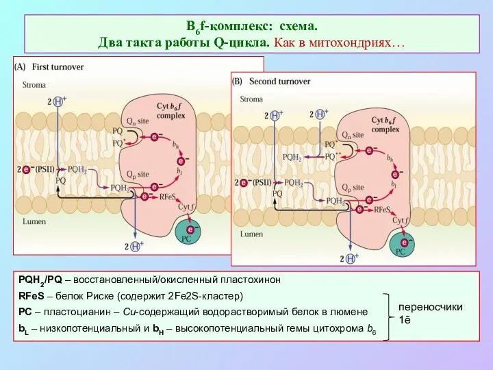 В6f-комплекс: схема. Два такта работы Q-цикла. Как в митохондриях… PQH2/PQ