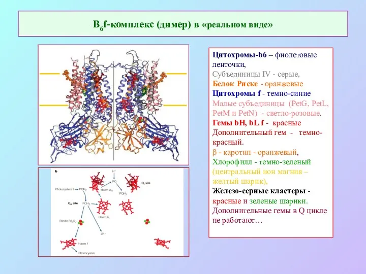 В6f-комплекс (димер) в «реальном виде» Цитохромы-b6 – фиолетовые ленточки, Субъединицы