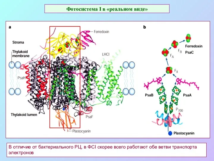 Фотосистема I в «реальном виде» В отличие от бактериального РЦ,