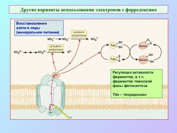 Другие варианты использования электронов с ферредоксина Восстановление азота и серы