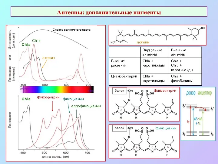Антенны: дополнительные пигменты фикоэритрин фикоцианин аллофикоцианин Chl a Chl a