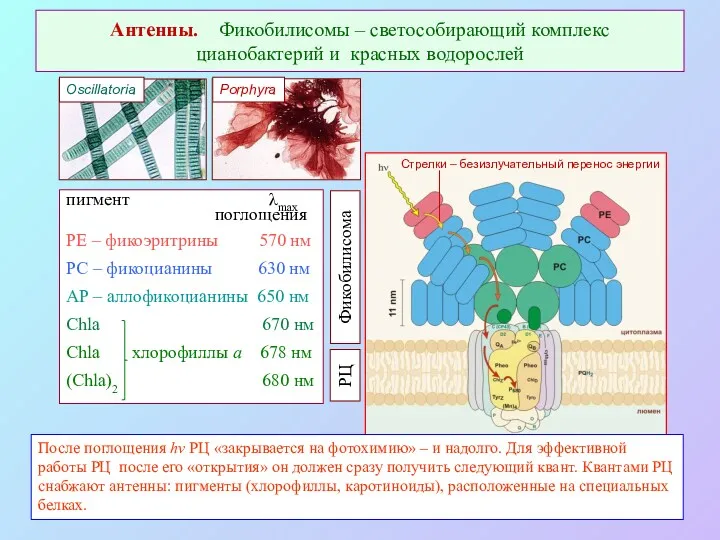Антенны. Фикобилисомы – светособирающий комплекс цианобактерий и красных водорослей пигмент