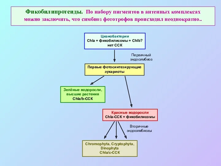 Фикобилипротеиды. По набору пигментов в антенных комплексах можно заключить, что