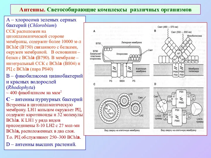 Антенны. Светособирающие комплексы различных организмов А – хлоросома зеленых серных