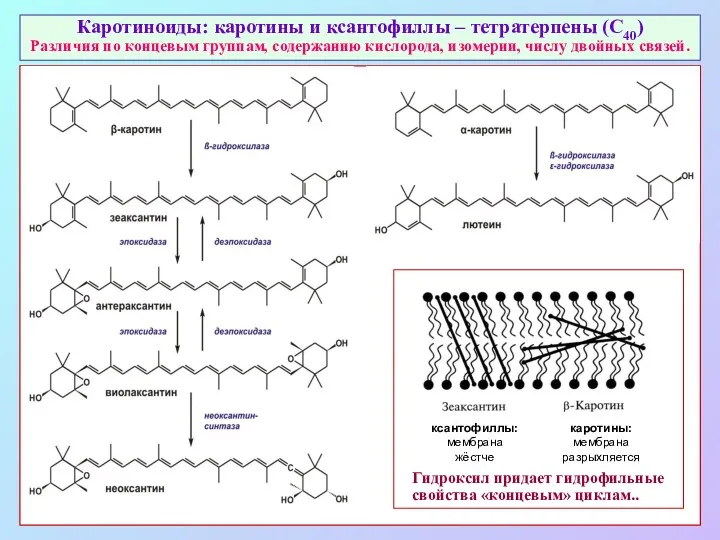 Каротиноиды: каротины и ксантофиллы – тетратерпены (С40) Различия по концевым