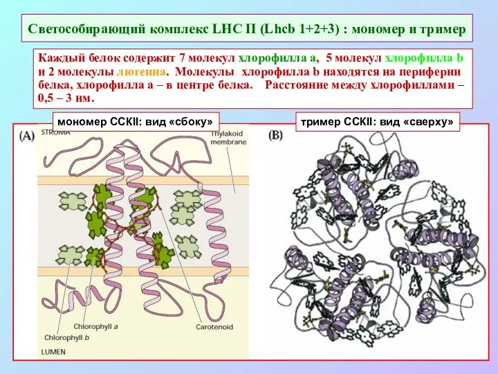 Светособирающий комплекс LHC II (Lhcb 1+2+3) : мономер и тример