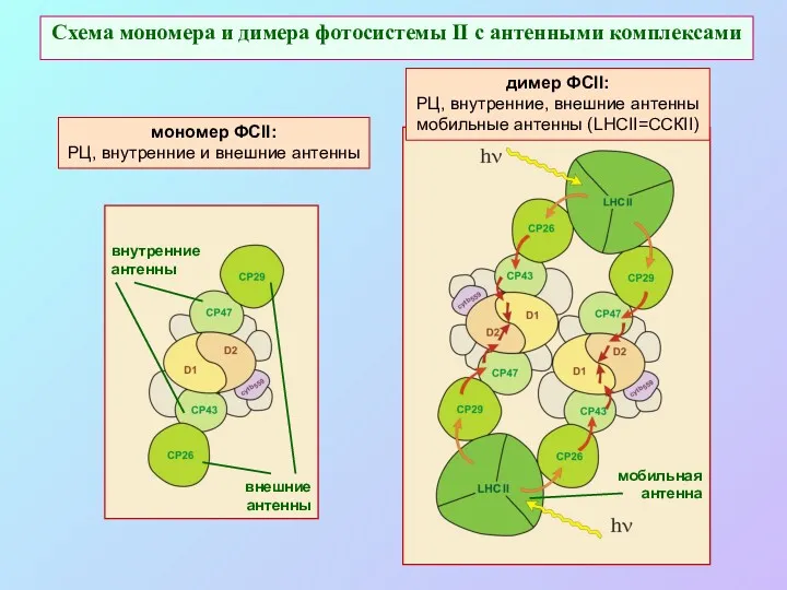 Схема мономера и димера фотосистемы II с антенными комплексами мономер