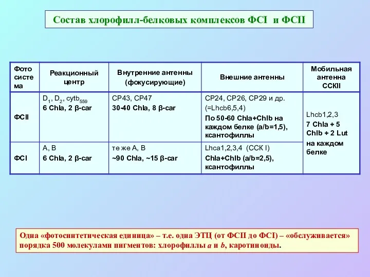 Состав хлорофилл-белковых комплексов ФСI и ФСII Одна «фотосинтетическая единица» –