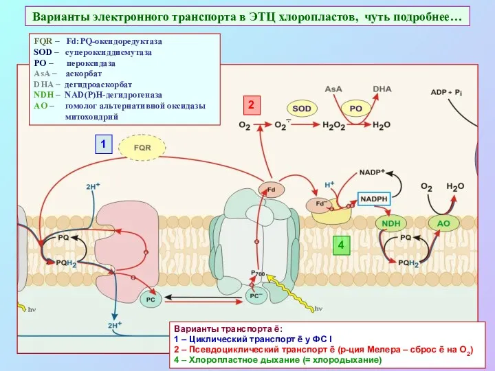 Варианты электронного транспорта в ЭТЦ хлоропластов, чуть подробнее… 1 2