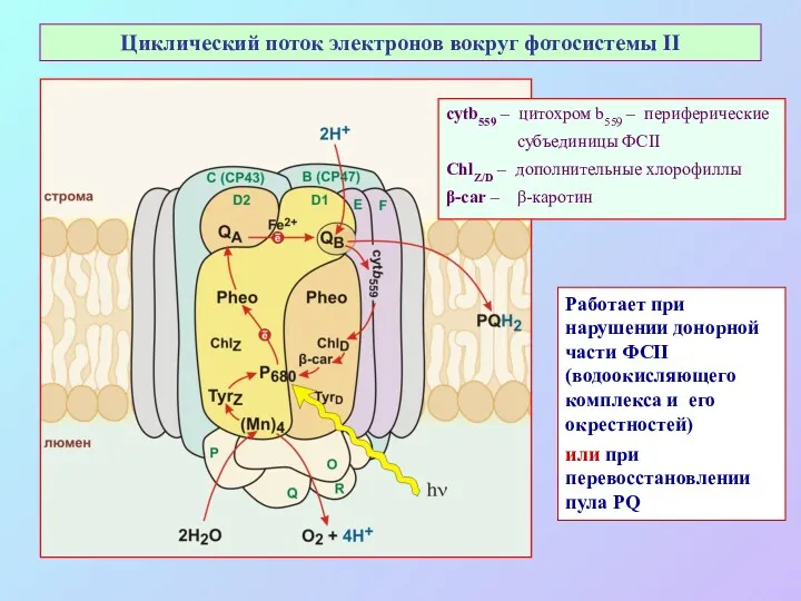 Циклический поток электронов вокруг фотосистемы II cytb559 – цитохром b559