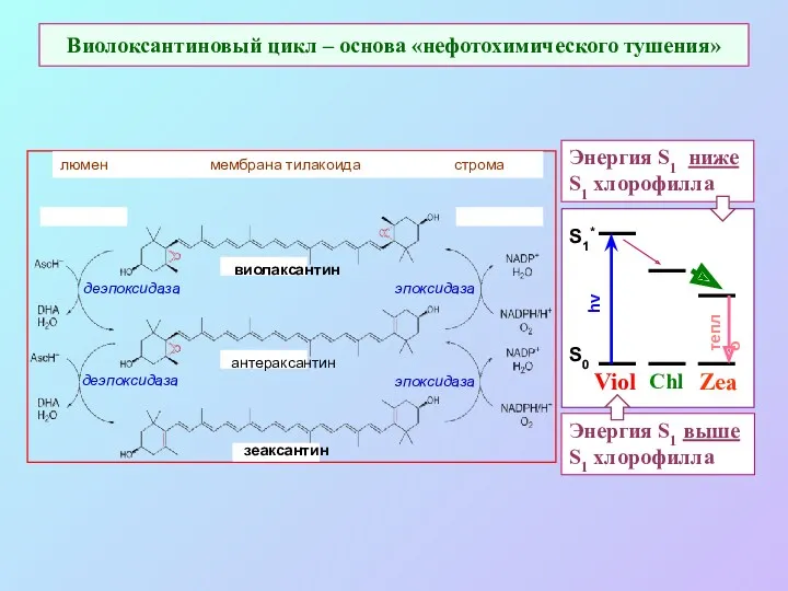 Виолоксантиновый цикл – основа «нефотохимического тушения» Энергия S1 ниже S1