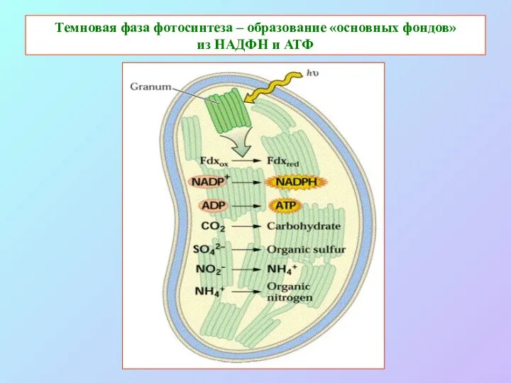 Темновая фаза фотосинтеза – образование «основных фондов» из НАДФН и АТФ