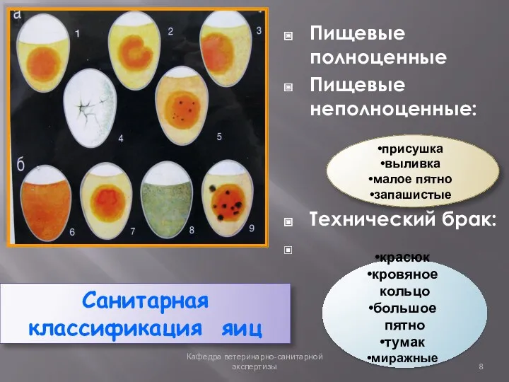 Санитарная классификация яиц Пищевые полноценные Пищевые неполноценные: Технический брак: Кафедра