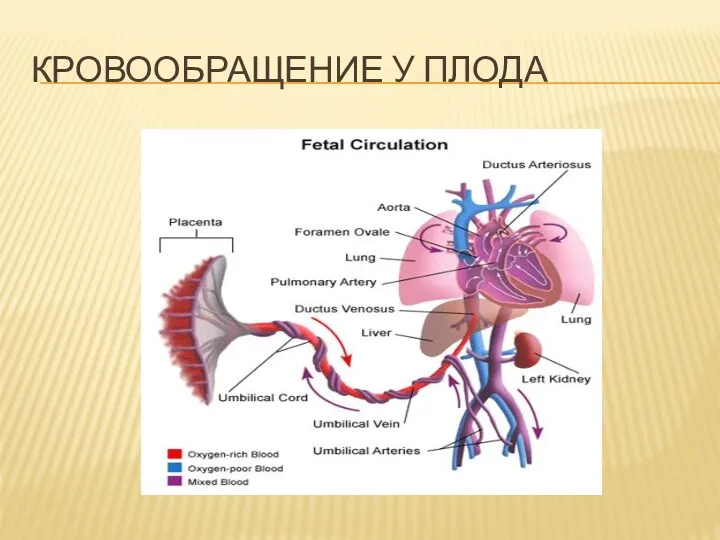 КРОВООБРАЩЕНИЕ У ПЛОДА