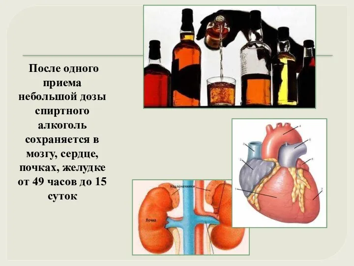 После одного приема небольшой дозы спиртного алкоголь сохраняется в мозгу, сердце, почках, желудке