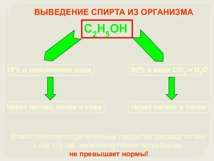 ВЫВЕДЕНИЕ СПИРТА ИЗ ОРГАНИЗМА С2Н5ОН 10% в неизменном виде 90%