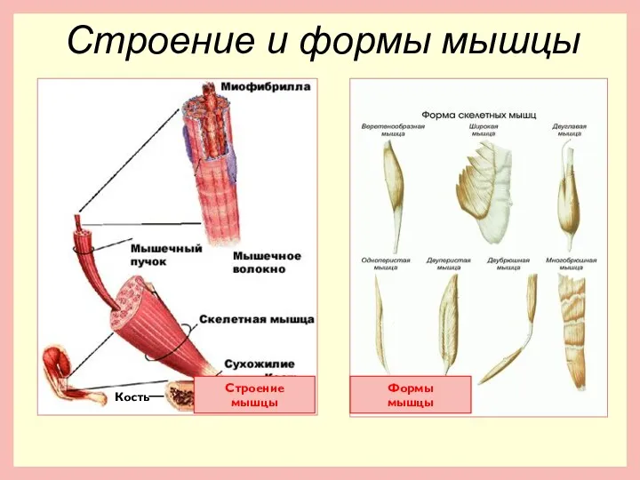 Строение мышцы Кость Строение и формы мышцы Формы мышцы