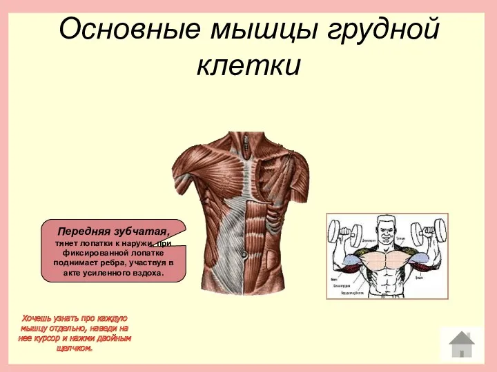 Основные мышцы грудной клетки Передняя зубчатая, тянет лопатки к наружи,