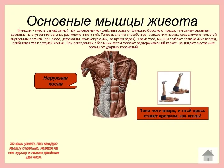 Основные мышцы живота Хочешь узнать про каждую мышцу отдельно, наведи