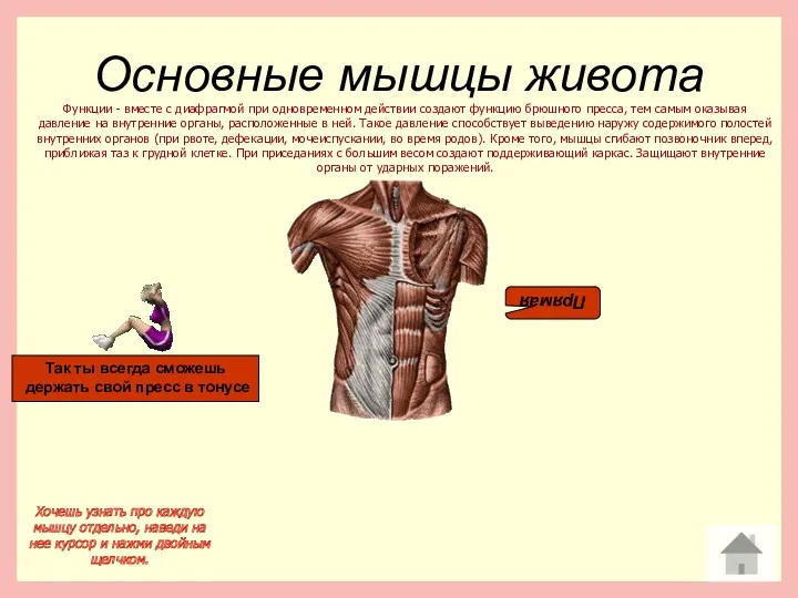 Основные мышцы живота Хочешь узнать про каждую мышцу отдельно, наведи