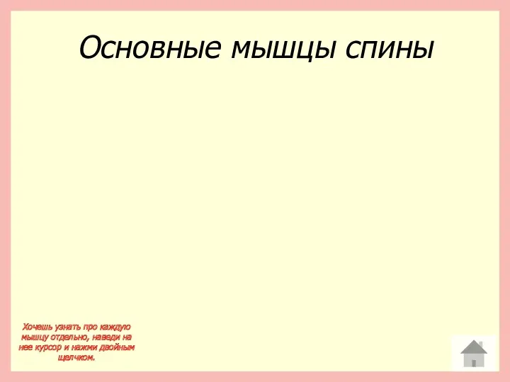 Основные мышцы спины Хочешь узнать про каждую мышцу отдельно, наведи