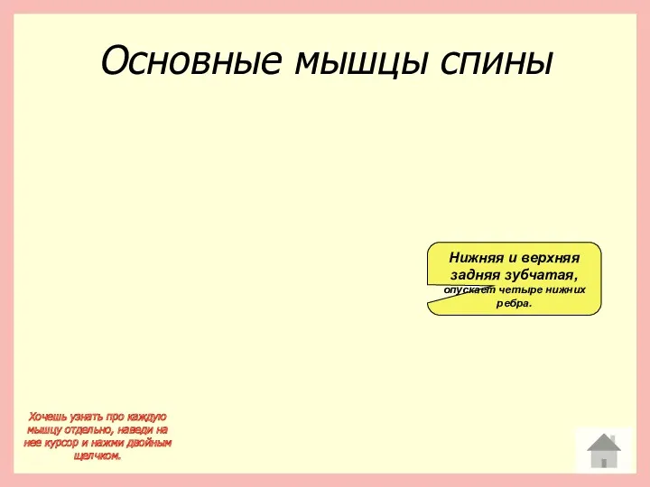 Основные мышцы спины Хочешь узнать про каждую мышцу отдельно, наведи