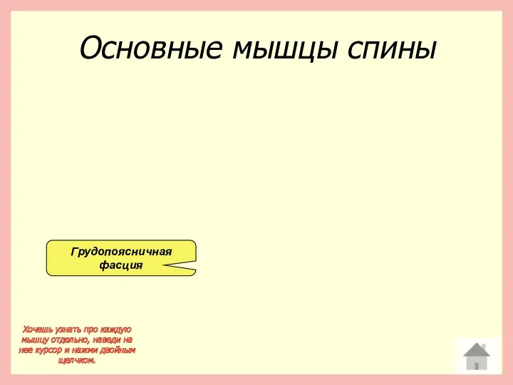 Основные мышцы спины Грудопоясничная фасция Хочешь узнать про каждую мышцу