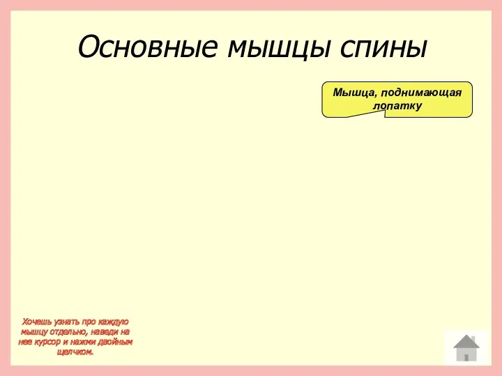 Основные мышцы спины Хочешь узнать про каждую мышцу отдельно, наведи