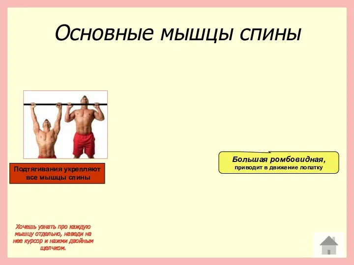 Основные мышцы спины Большая ромбовидная, приводит в движение лопатку Хочешь