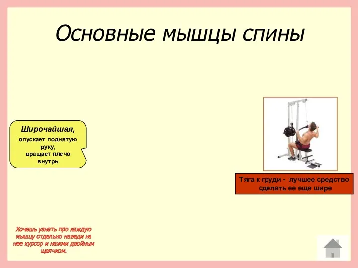 Основные мышцы спины Широчайшая, опускает поднятую руку, вращает плечо внутрь