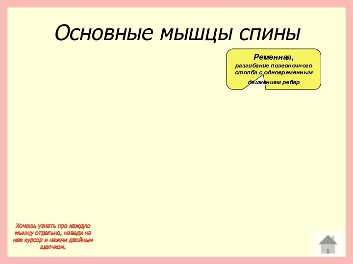 Основные мышцы спины Хочешь узнать про каждую мышцу отдельно, наведи