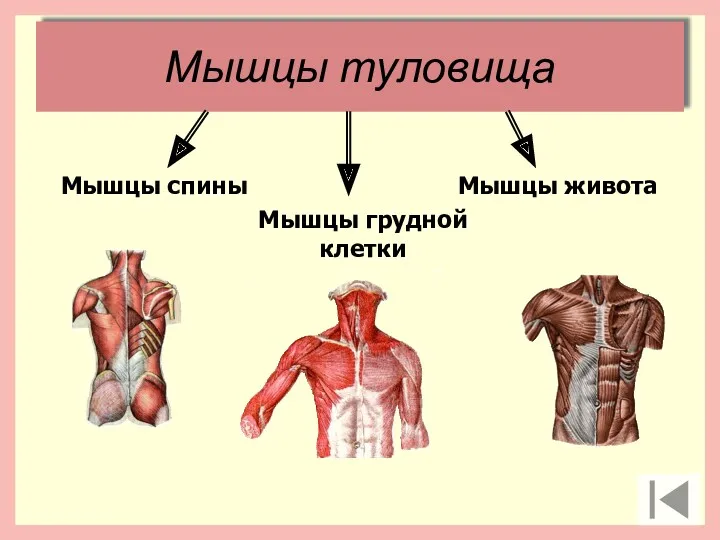 Мышцы туловища Мышцы спины Мышцы грудной клетки Мышцы живота