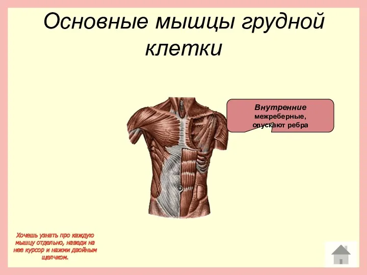 Основные мышцы грудной клетки Внутренние межреберные, опускают ребра Хочешь узнать