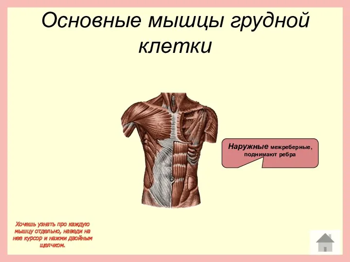 Основные мышцы грудной клетки Наружные межреберные, поднимают ребра Хочешь узнать