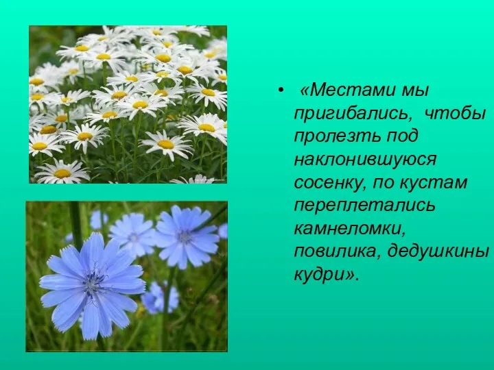 «Местами мы пригибались, чтобы пролезть под наклонившуюся сосенку, по кустам переплетались камнеломки, повилика, дедушкины кудри».