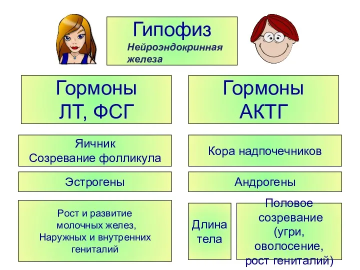 Гипофиз Гормоны ЛТ, ФСГ Гормоны АКТГ Яичник Созревание фолликула Эстрогены