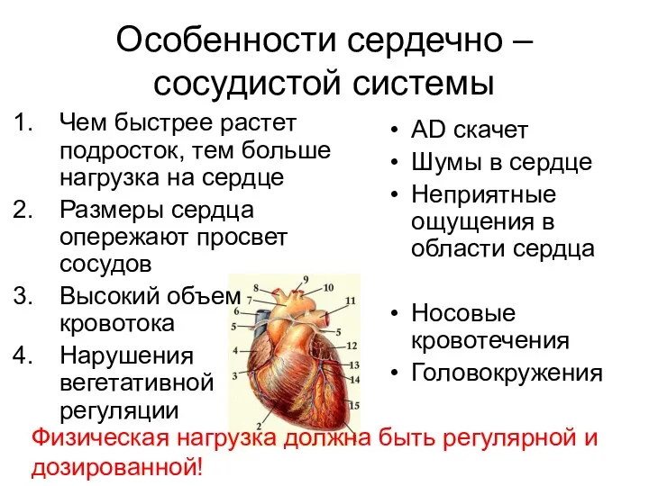 Особенности сердечно – сосудистой системы Чем быстрее растет подросток, тем