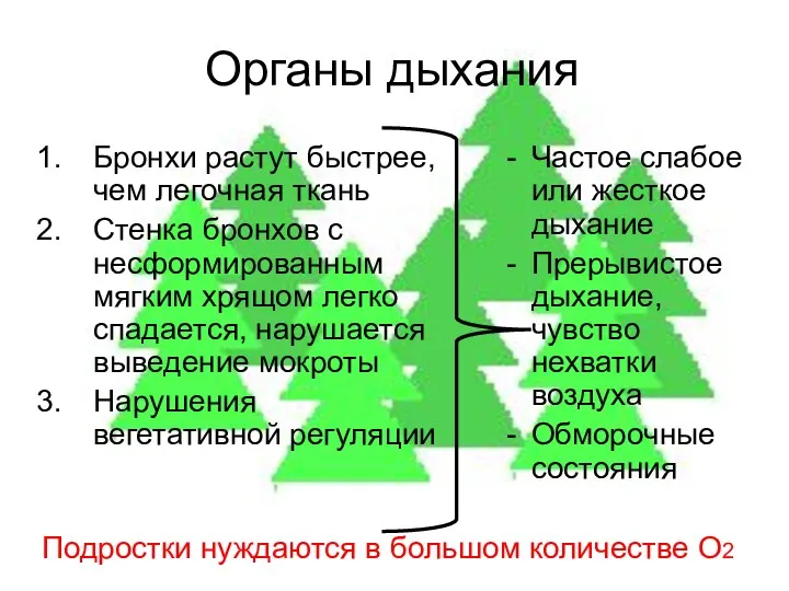 Органы дыхания Бронхи растут быстрее, чем легочная ткань Стенка бронхов